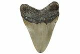Juvenile Megalodon Tooth - North Carolina #272363-1